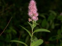 Spiraea salicifolia Isaksdal, Frösakull, Halmstad, Halland, Sweden 20190715_0650