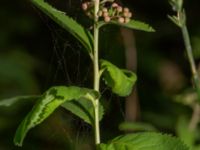 Spiraea salicifolia Isaksdal, Frösakull, Halmstad, Halland, Sweden 20190715_0654