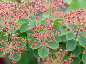 Spiraea trilobata - Asian Meadowsweet - Sibirisk spirea