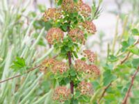 Spiraea trilobata Scaniaparken, Malmö, Skåne, Sweden 20240629_0006