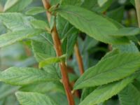 Spiraea x billardii Österleden, Bjärred, Lomma, Skåne, Sweden 20160726_0066