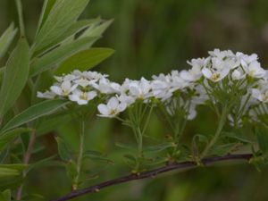 Spiraea x cinerea - Hybridspirea