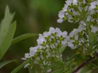 Spiraea x cinerea Östervärn, Malmö, Skåne, Sweden 20170513_0028