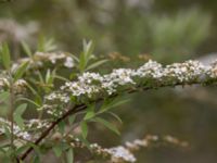 Spiraea x cinerea Fågelmatningen, Toarp, Malmö, Skåne, Sweden 20240511_0132