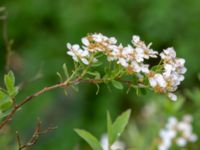 Spiraea x cinerea Flygarevägen 19 B, Höllviken, Vellinge, Skåne, Sweden 20190518_0001