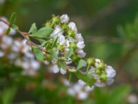 Spiraea x cinerea Flygarevägen 19 B, Höllviken, Vellinge, Skåne, Sweden 20190518_0005