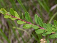 Spiraea x fontenaysii Ollebo, Malmö, Skåne, Sweden 20160619_0060