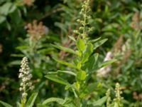 Spiraea x rosalba 320 m S Torvgårda Munka-Ljungby, Ängelholm, Skåne, Sweden 20180711_0119