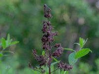 Spiraea x rosalba Herrgårdsparken, Fröseke, Uppvidinge, Småland, Sweden 20190608_0550