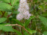 Spiraea x rosalba Ulricedal, Malmö, Skåne, Sweden 20190731_0019