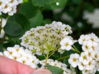 Spiraea × vanhouttei Ödetomt Hagstorpsgatan, Kirseberg, Malmö, Skåne, Sweden 20190531_0055