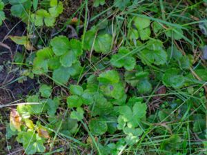 Waldsteinia ternata - Barren Strawberry - Waldsteinia