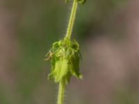 Cruciata laevipes Vanningen, Vellinge, Skåne, Sweden 20240525_0038