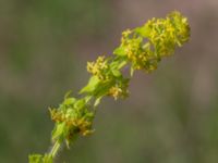 Cruciata laevipes Vanningen, Vellinge, Skåne, Sweden 20240525_0040