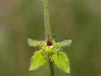 Cruciata laevipes Vanningen, Vellinge, Skåne, Sweden 20240525_0041