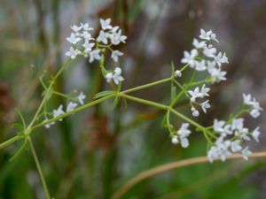 Galium album - Hedge Bedstraw - Stormåra