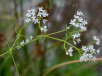 Galium album Häckeberga hed, Lund, Skåne, Sweden 20150727_0110