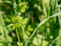 Galium album Tveta vattenverk, Mörbylånga, Öland, Sweden 20150606_0036 (1)