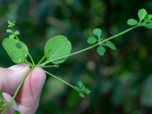 Galium aparine - Cleavers - Snärjmåra