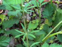 Galium aparine Lokstallarna, Malmö, Skåne, Sweden 20160523_IMG_4417