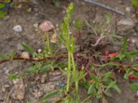 Galium aparine Svanetorpsvägen, Åkarp, Lomma, Skåne, Sweden 20150528_0057