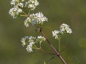 Galium boreale - Northern Bedstraw - Vitmåra