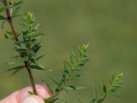 Galium boreale Gessie villastad, Vellinge, Skåne, Sweden 20150621_0055