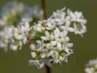 Galium boreale Gessie villastad, Vellinge, Skåne, Sweden 20150621_0057