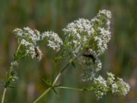 Galium boreale Toarpsdammen, Malmö, Skåne, Sweden 20190621_0205