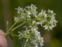 Galium boreale Toarpsdammen, Malmö, Skåne, Sweden 20190621_0208