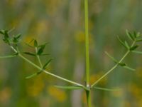 Galium boreale Toarpsdammen, Malmö, Skåne, Sweden 20190621_0209