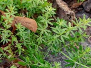 Galium mollugo - White Bedstraw - Stormåra