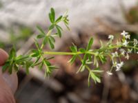 Galium mollugo ssp. erectum Botaniska trädgården, Lund, Skåne, Sweden 20180824_0048