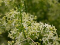 Galium mollugo × verum Säbyholmsvägen, Landskrona, Skåne, Sweden 20170708_0071