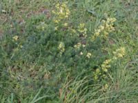 Galium mollugo × verum Svågertorp, Malmö, Skåne, Sweden 20181001_0037