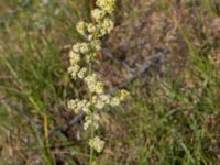 Galium mollugo x verum Kulla Gunnarstorp, Helsingborg, Skåne, Sweden 20170709_0220