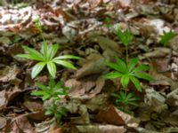 Galium odoratum Ananuri, Mtskheta-Mtianeti, Georgia 20180426_3287