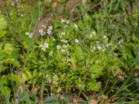 Galium odoratum Navröds mosse, Ystad, Skåne, Sweden 20170528_0063