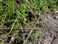 Galium odoratum Tosteberga ängar, Kristianstad, Skåne, Sweden 20150514_0156