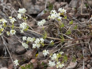 Galium oelandicum - Ölandsmåra