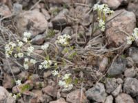 Galium oelandicum Gynge alvar, Mörbylånga, Öland, Sweden 20150606_0098