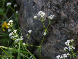 Galium palustre - Marsh-bedstraw - Vattenmåra