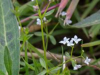 Galium palustre Skanörs ljung, Falsterbohalvön, Vellinge, Skåne, Sweden 20170627_0053