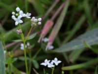 Galium palustre Skanörs ljung, Falsterbohalvön, Vellinge, Skåne, Sweden 20170627_0054