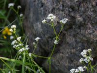 Galium palustre ssp. elongatum Stenudden, Kungsbacka, Halland, Sweden 20160604_0051