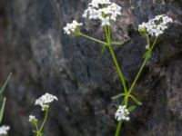 Galium palustre ssp. elongatum Stenudden, Kungsbacka, Halland, Sweden 20160604_0052