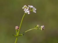 Galium palustre ssp. palustre Fuktängen, Klaghamns udde, Malmö, Skåne, Sweden 20210605_0010