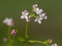 Galium palustre ssp. palustre Fuktängen, Klaghamns udde, Malmö, Skåne, Sweden 20210605_0012