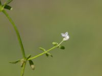 Galium palustre ssp. palustre Fuktängen, Klaghamns udde, Malmö, Skåne, Sweden 20210605_0016