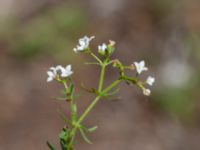 Galium palustre ssp. palustre Skogsbyalvaret, Mörbylånga, Öland, Sweden 20190609_0157